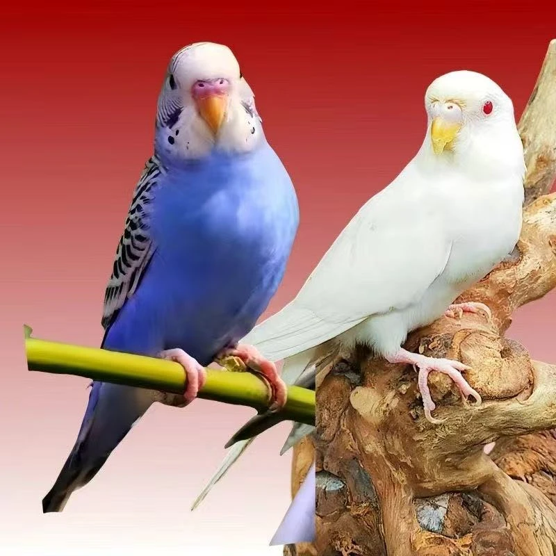 迪鹦鹉活鸟活物虎皮鹦鹉小鸟活学说话的鸟类活鸟宠物鹦鹉包邮包活