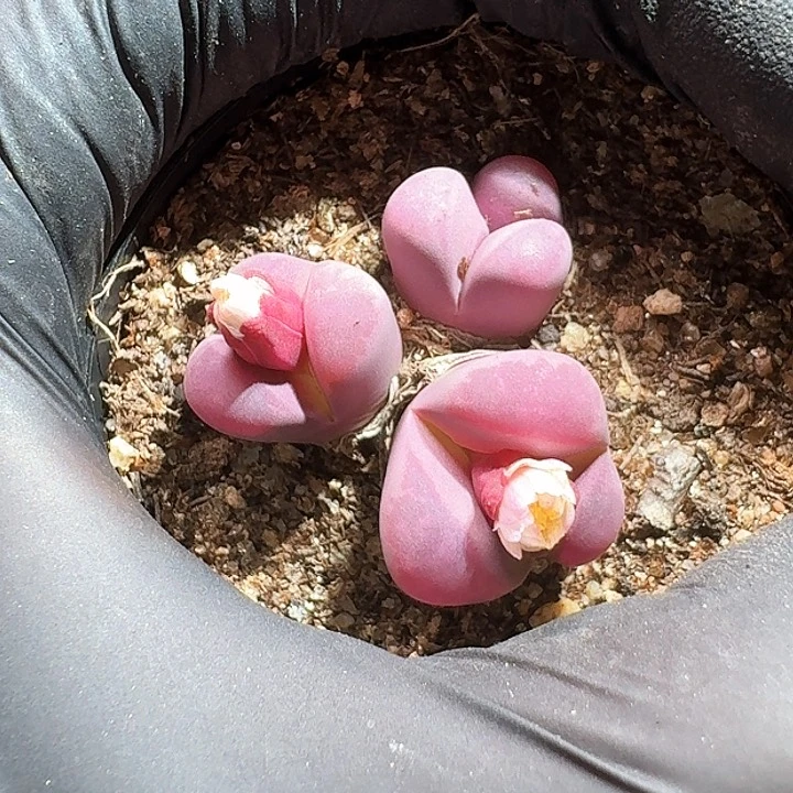 ?****没生石花1111111。  385