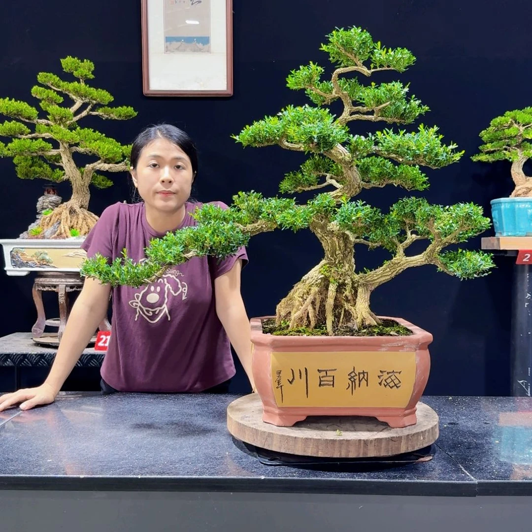 无花朵室内外盆景黄杨盆景