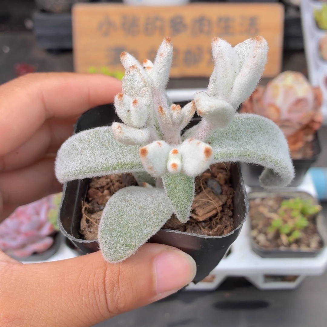 福兔耳多肉9.9包邮发货