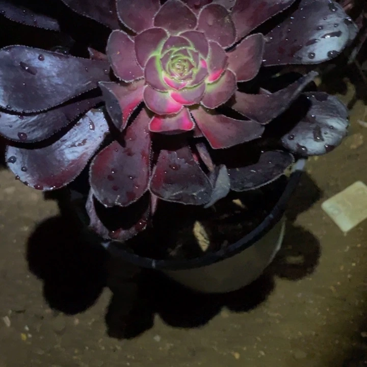 343花蝴蝶多肉植物