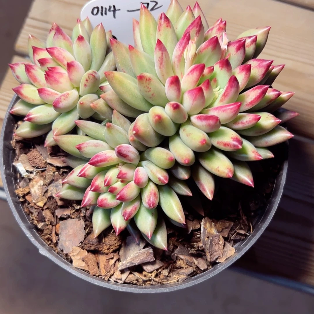 明*0114-72二代虞