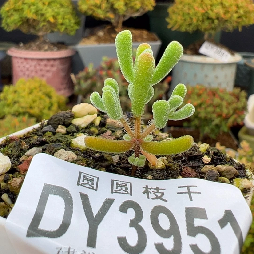 dy3951实生小星星冠幅1.8cm