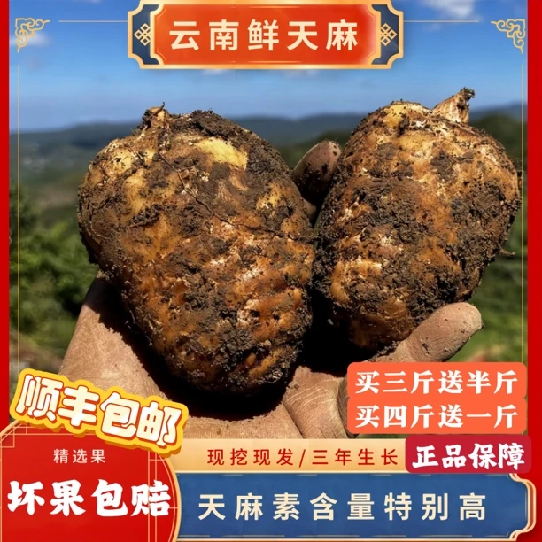 【新鲜天麻】买四斤送一斤顺丰包邮云南昭通小草坝生天麻仿野生种植