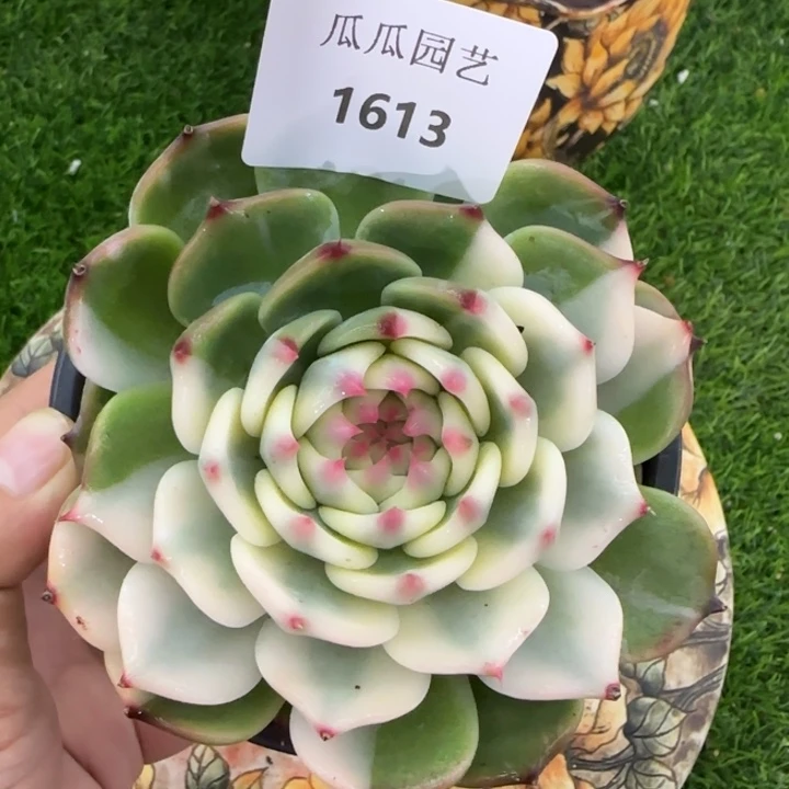 1613吉娃娃锦多肉植物