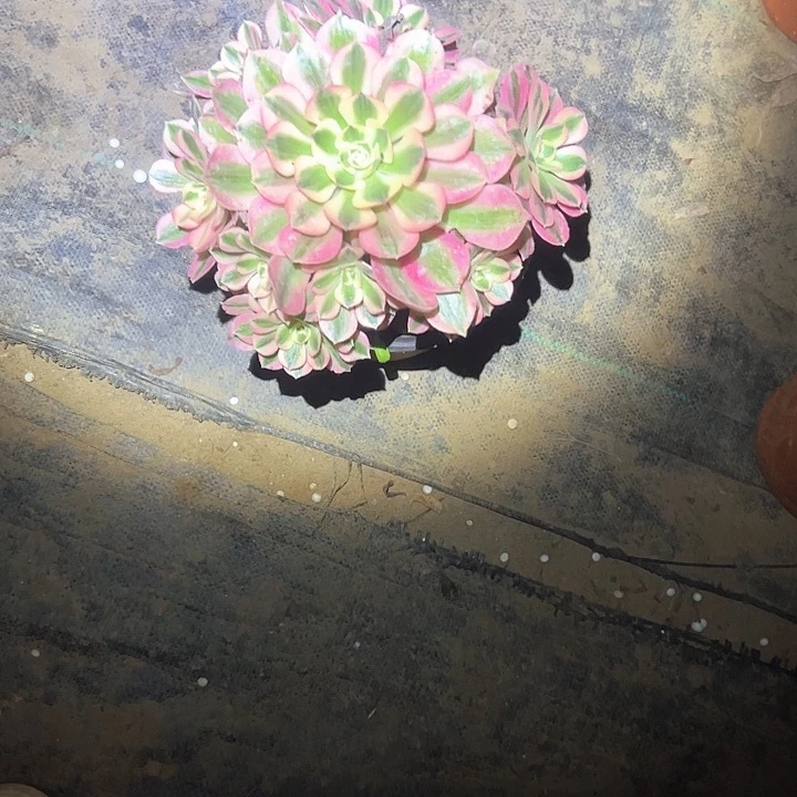 多肉法师植物链接24