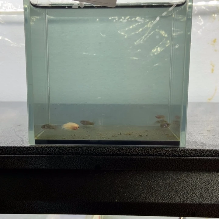 斗鱼包活不包损所见即所得182