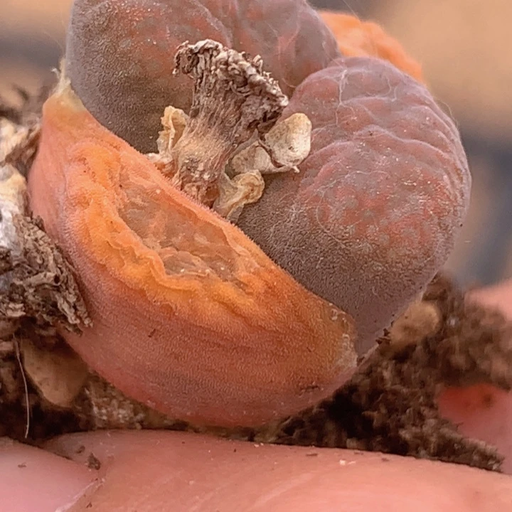 589998899899688668555556555