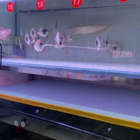 海水鱼黑桃Aa啊啊啊啊啊啊一条