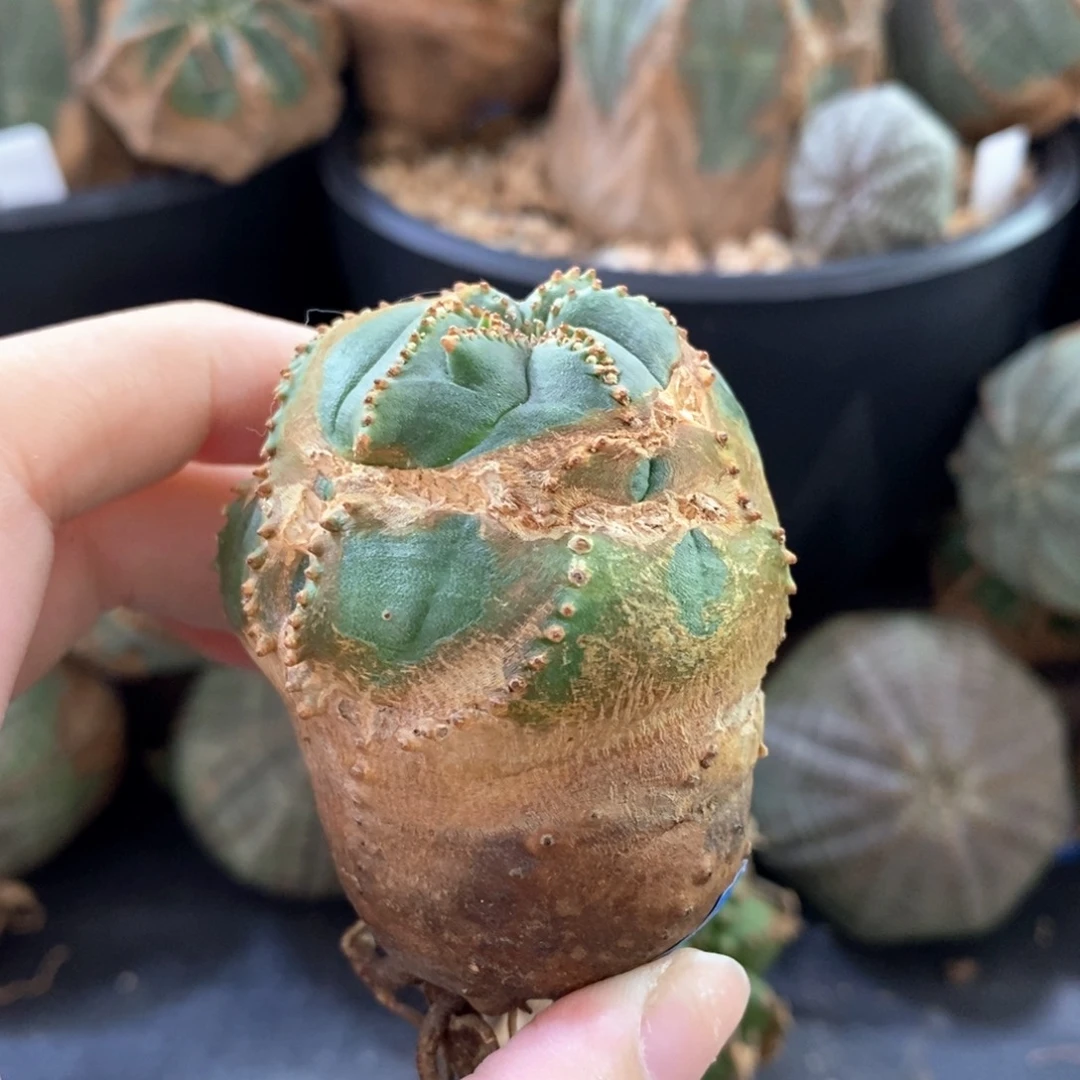 24布纹球精品一物一拍