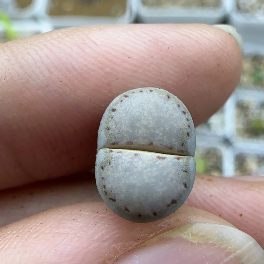 50二蜕金边净窗奶霜饼干