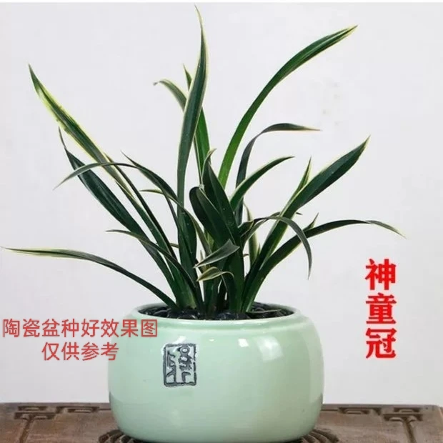 精品桌面兰神童冠【中矮种】