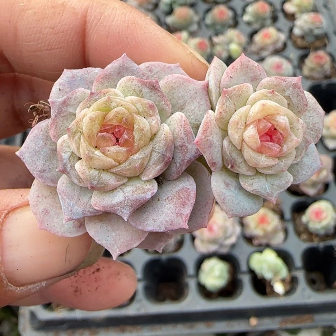 多肉小卡拉米糖心一物一拍