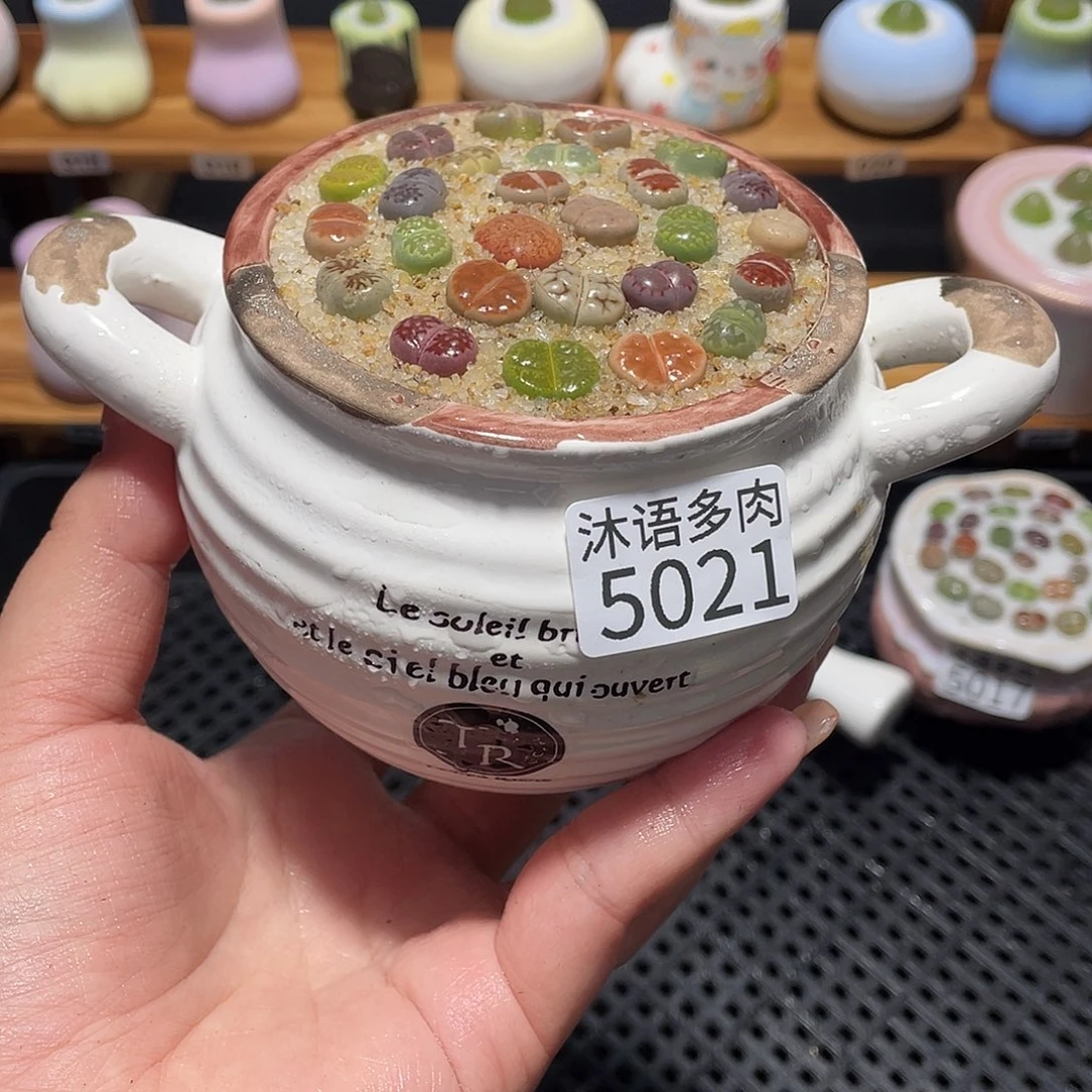 招***喵带盆土植物 一物一拍5021