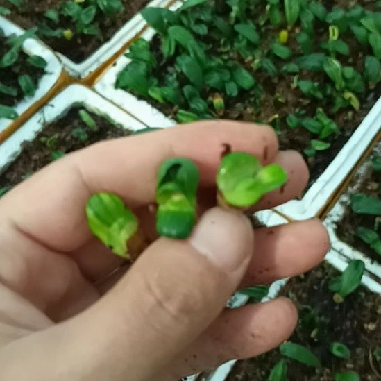 开***心无花朵特色花卉君子兰小苗