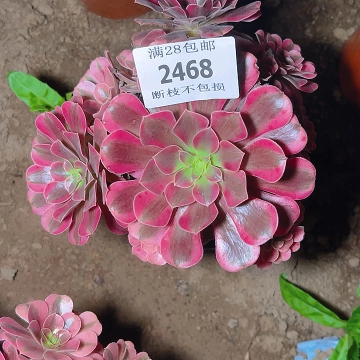 2468美杜莎多肉植物