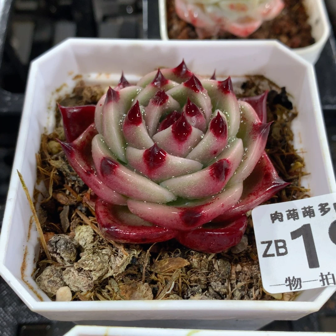 肉萌萌拇指盆精控多肉ZB194