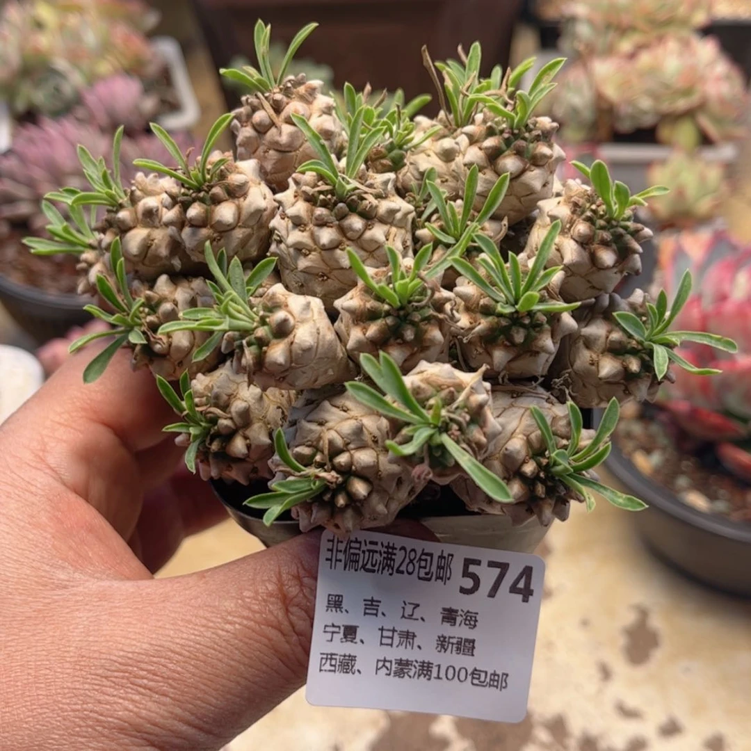 【闪购商品】574峨眉山