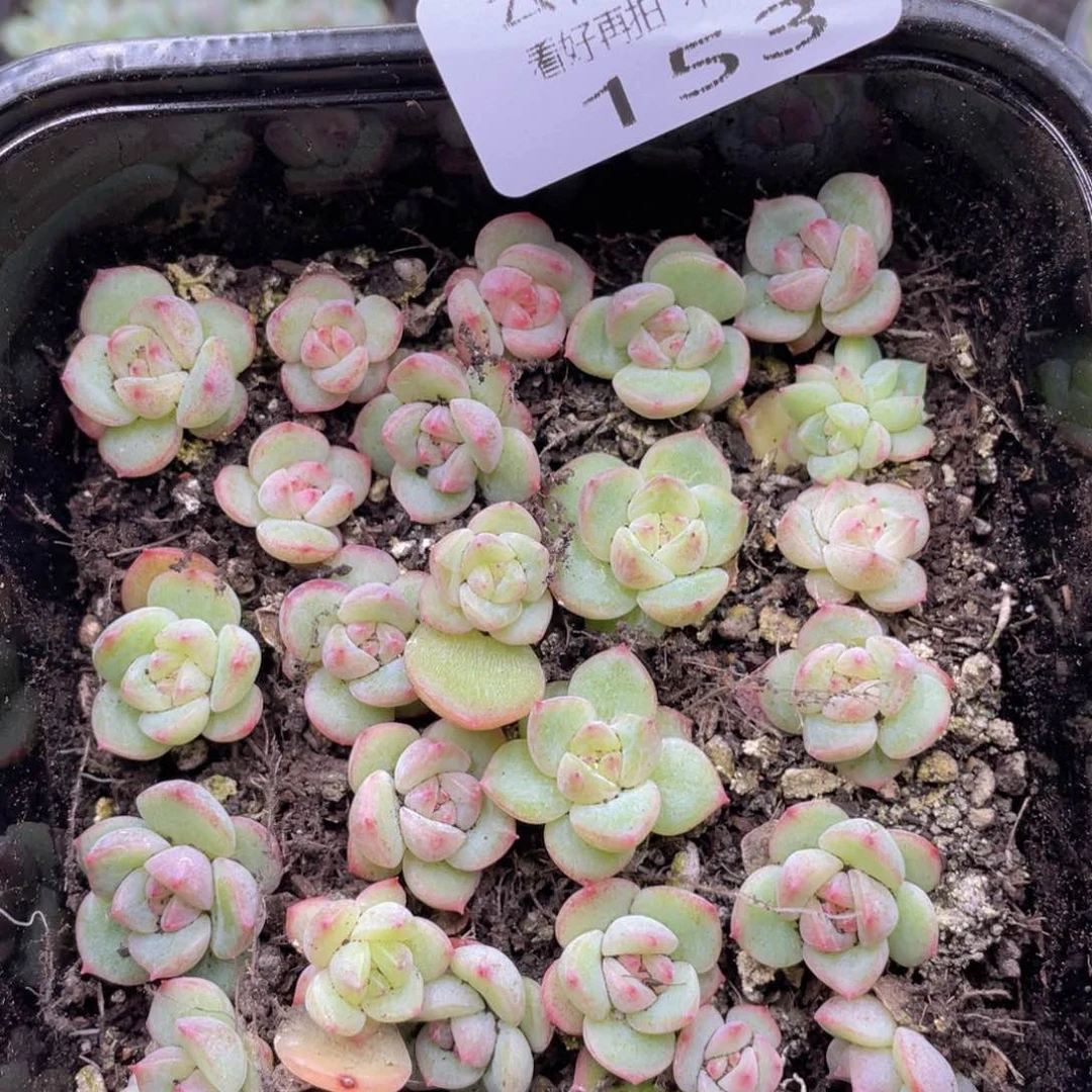 云糖心多肉植物153