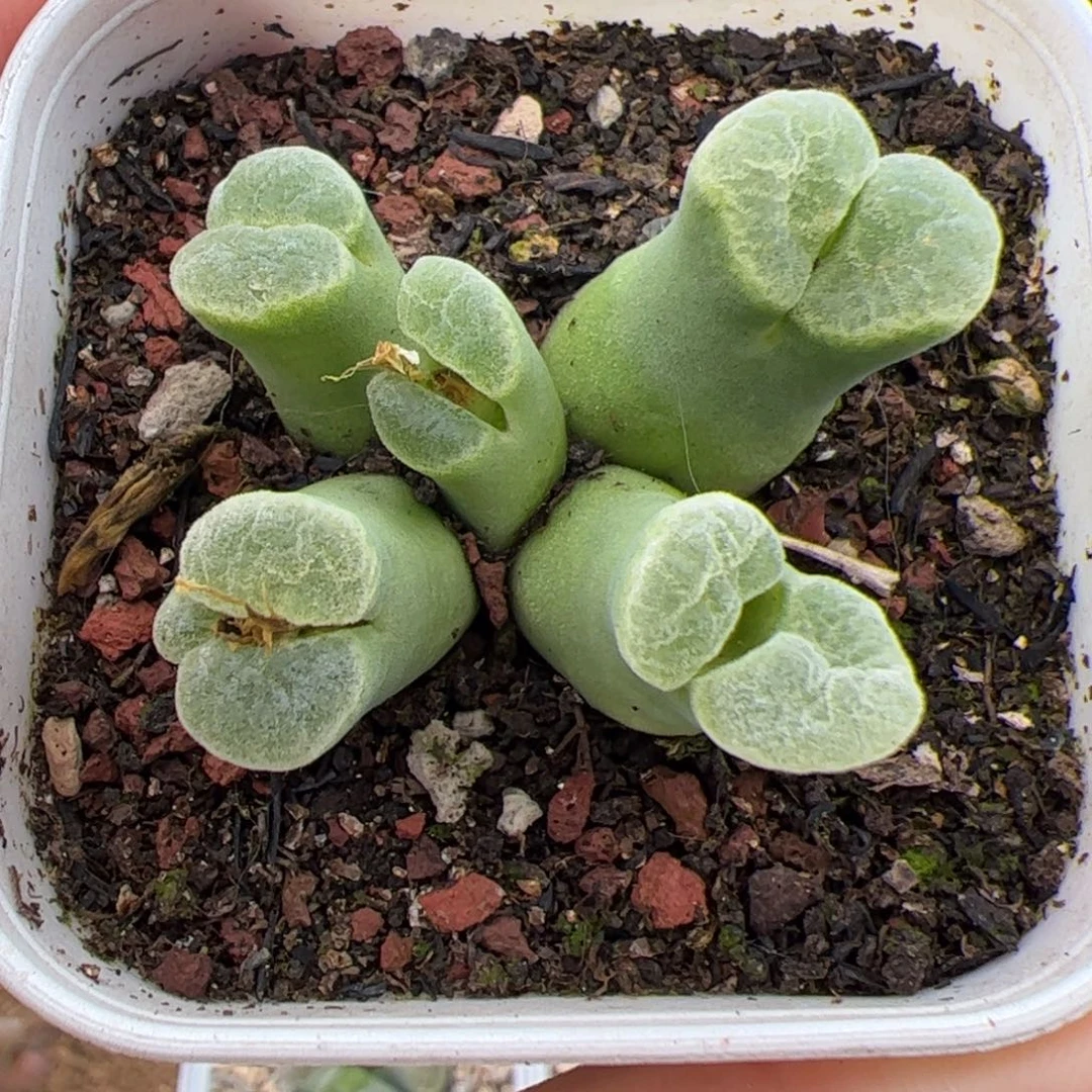 080号风铃 多肉植物