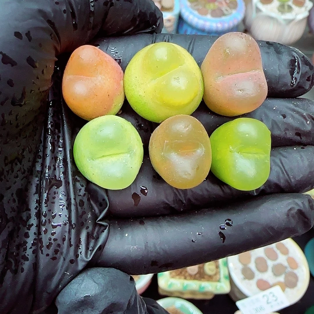 生石花满18包邮1006-62