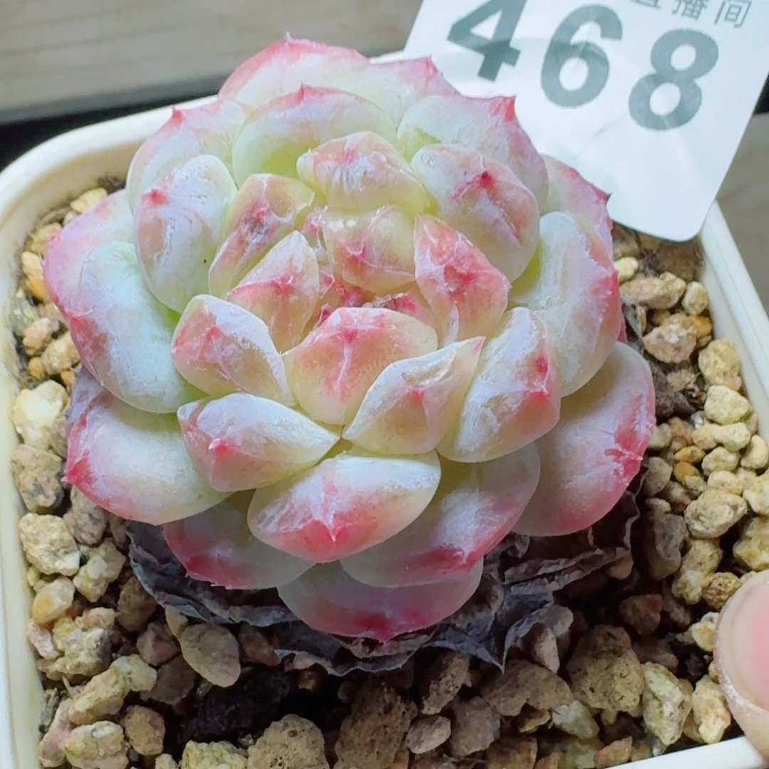 石化冰魄      愿你一路坦途，乘风破浪展宏图