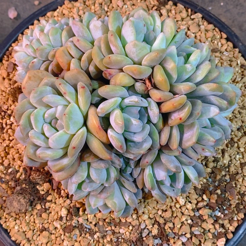 【闪购商品】用****0两颗打包1111