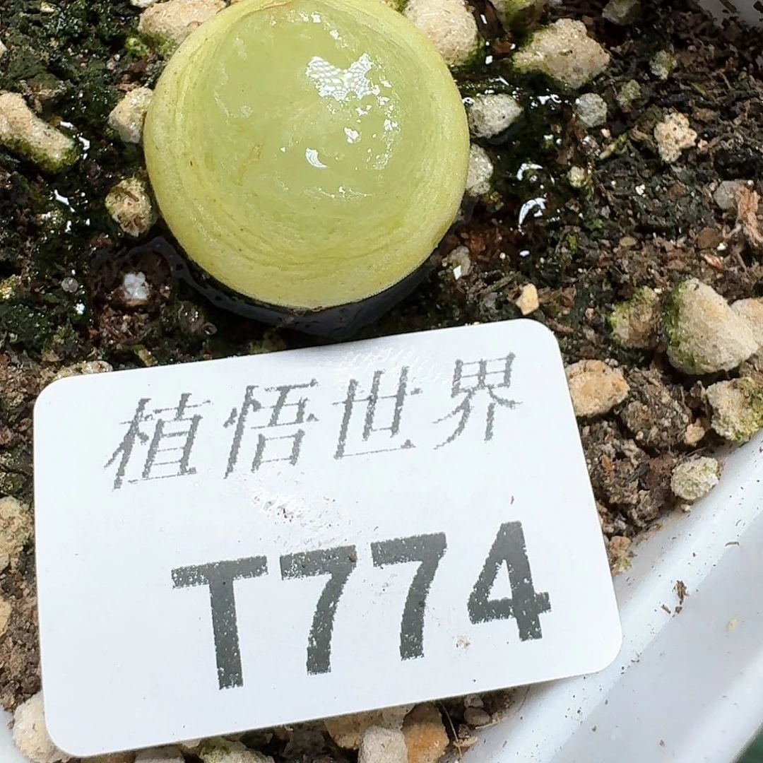 774盒的润泽我多肉植物哇