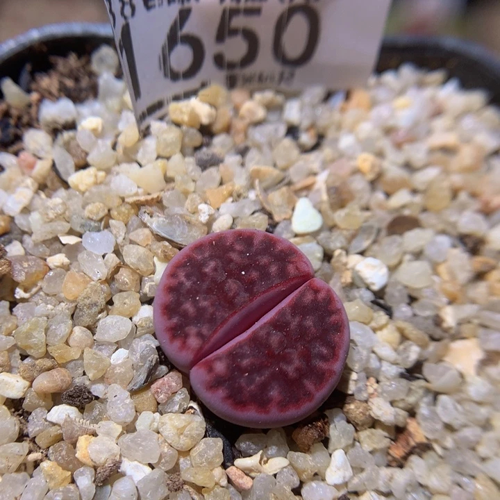 Zzz精品生石花1650