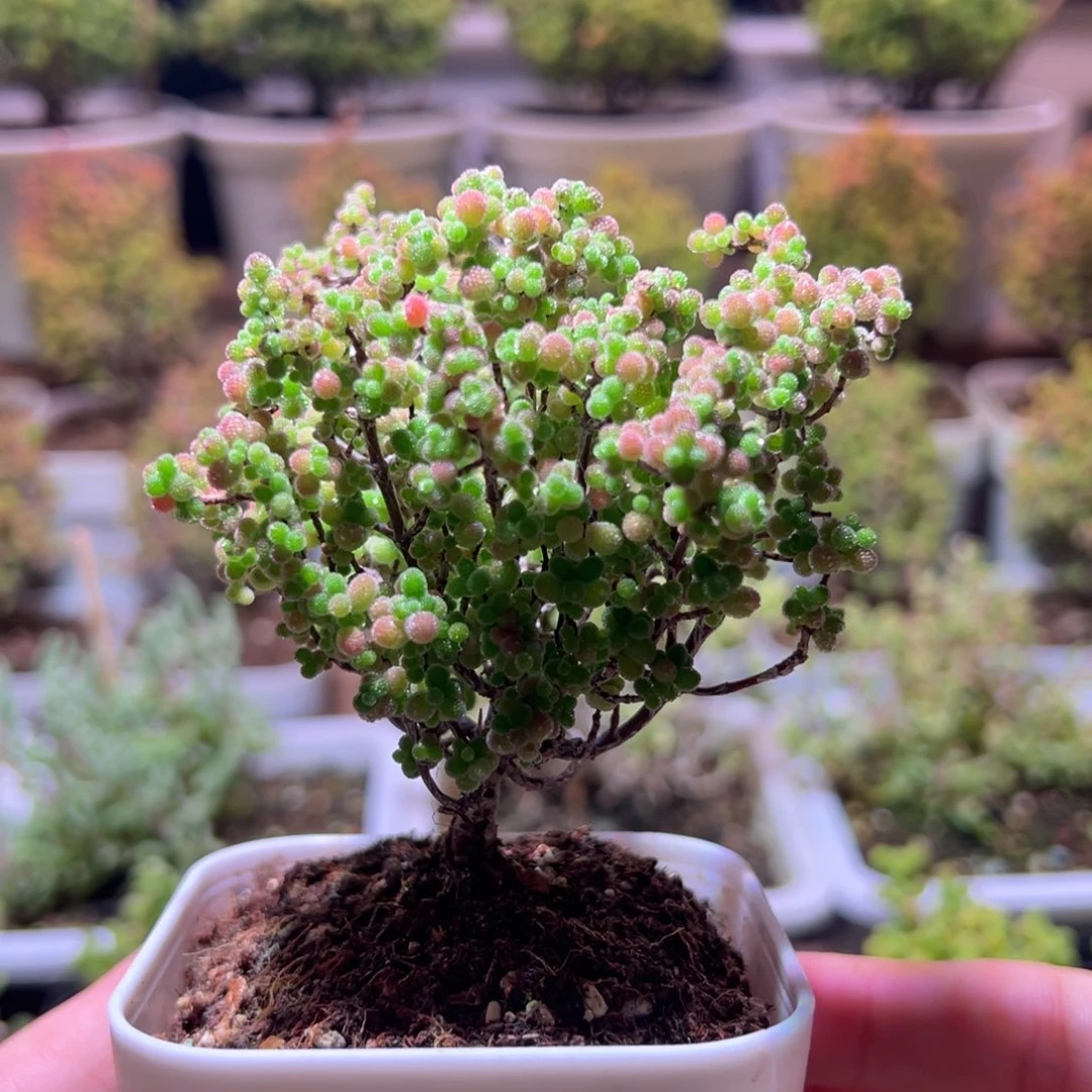 123蜜橘一物一拍带盆土发货