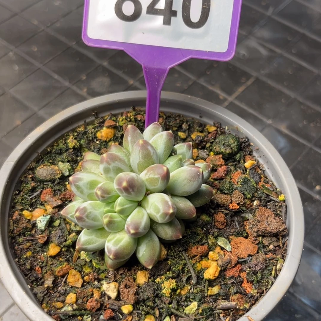 申公豹多肉植物840