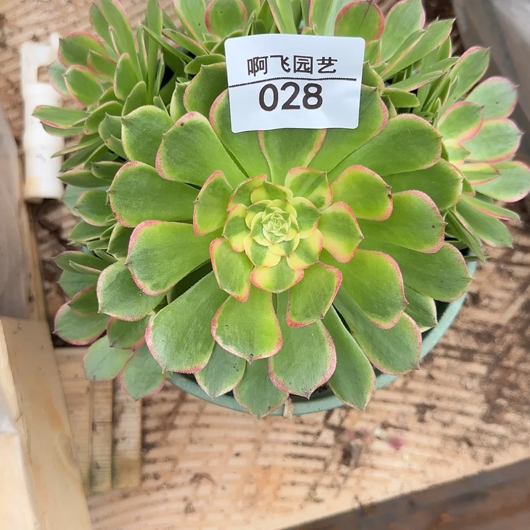028多肉 海仙法师