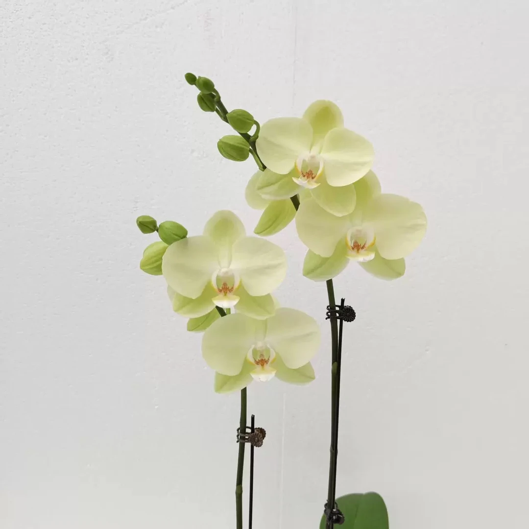 薄荷糖蝴蝶兰盆栽