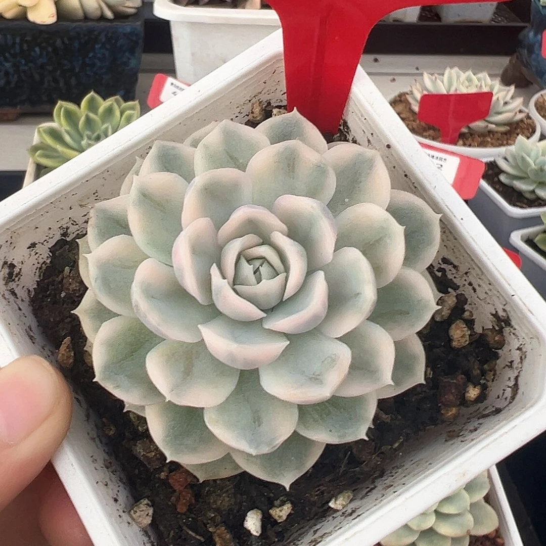 39号雪球锦多肉植物