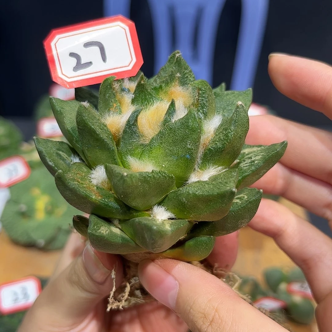 27号8cm龙角博士牡丹黄体