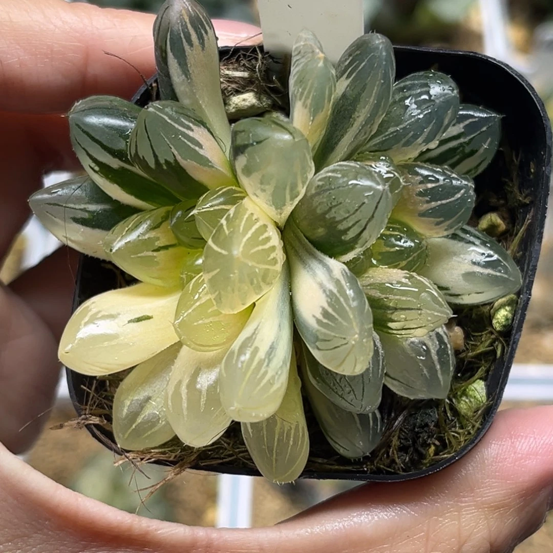 49双头龙爪玉露锦（糊斑➕锦多）