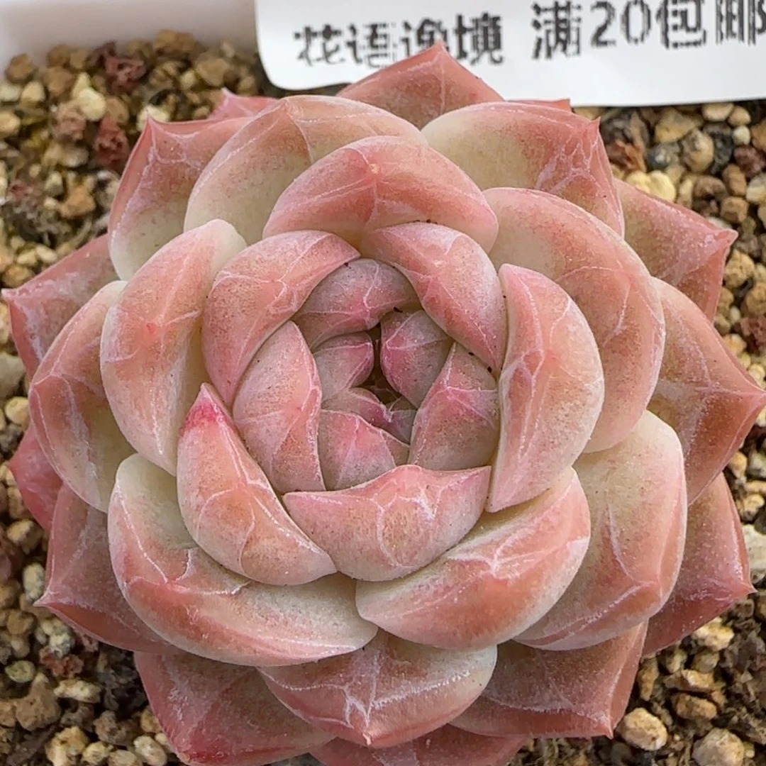 花语逸境0209-736