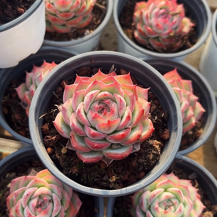 侧影          福利    多多