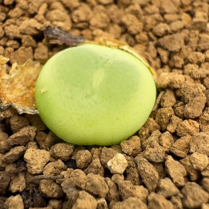 137拉登带盆发货88888