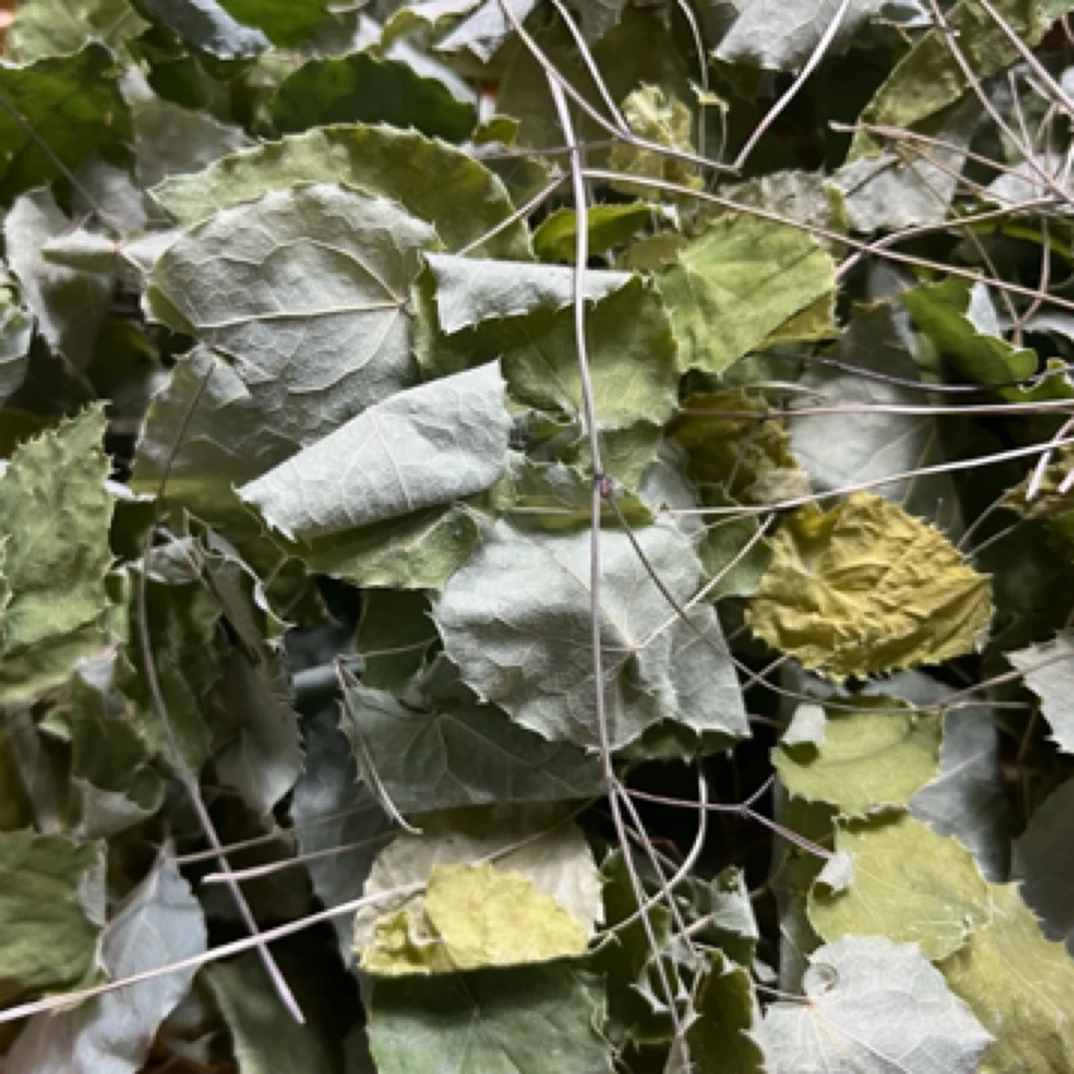 甘肃野生小圆叶淫羊藿三枝九叶草高含量