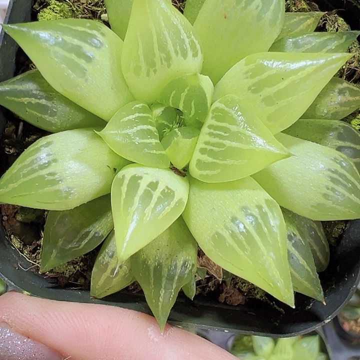 水晶雨露19包邮多肉植物