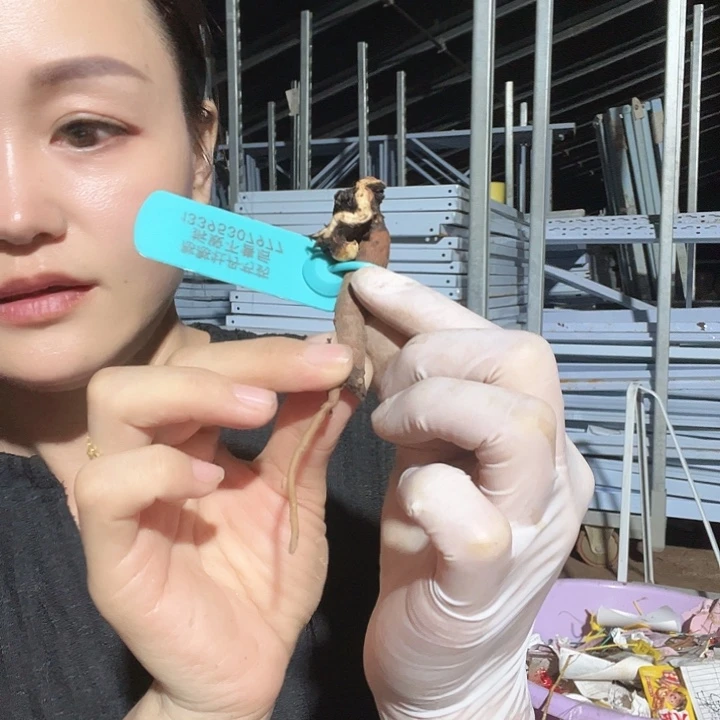 当前无花栽培后可以开花桃金娘1芽