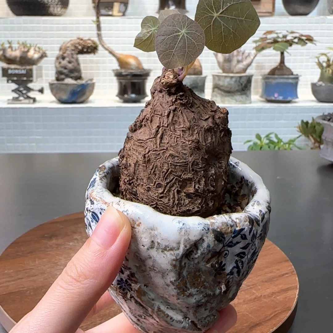 一叶龟一物一拍含盆