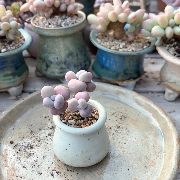 丁**彭 n x b n c f h 211