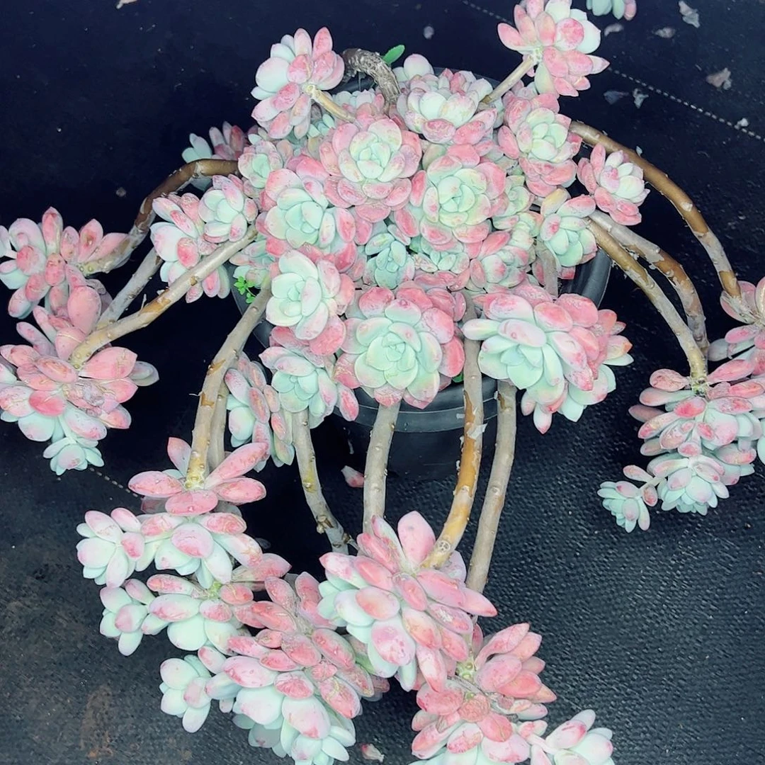 露凝香大群，一物一拍