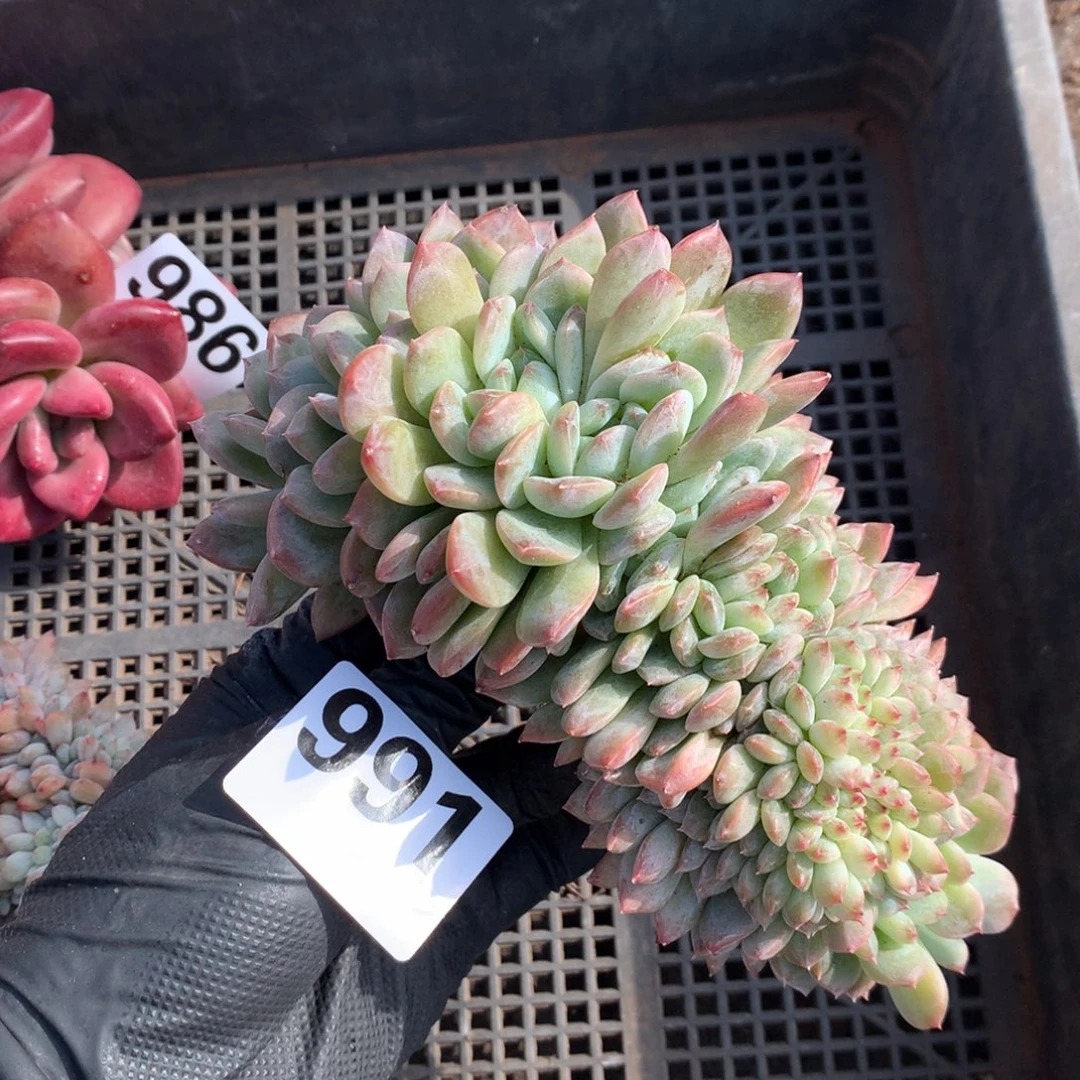 冰魄 底切991号新疆西藏内蒙古不包邮