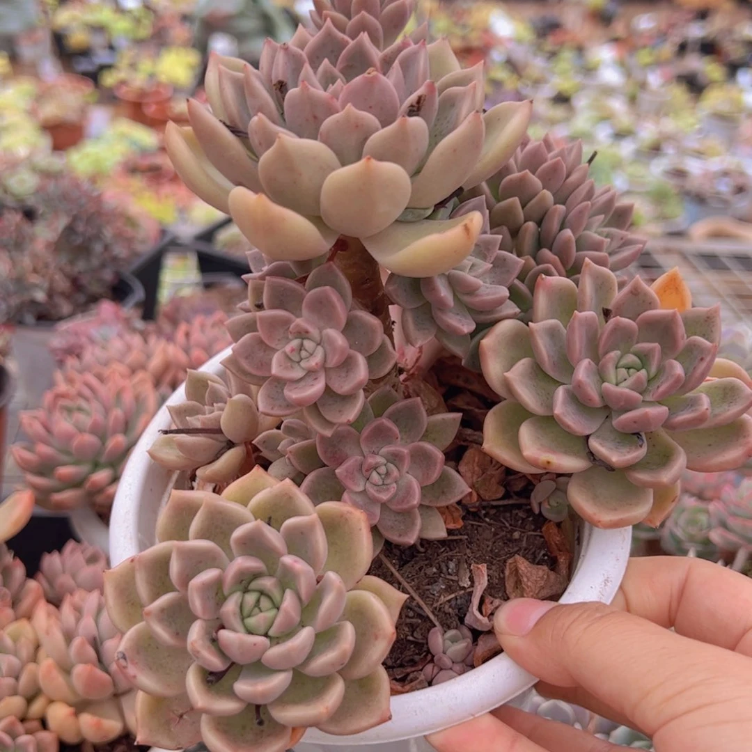 油漆桶整装整群，180杯