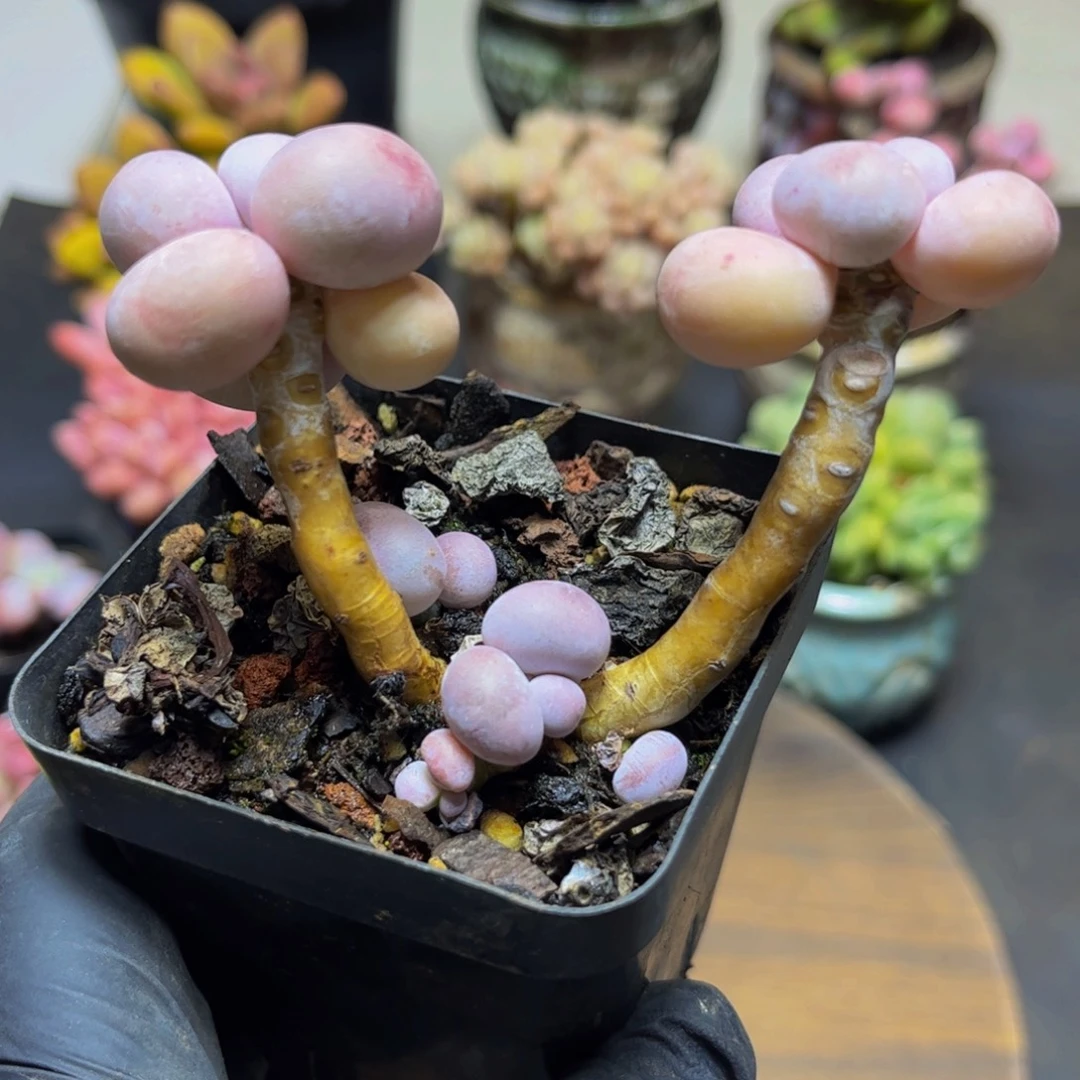 169橙奶双头8厘米多肉