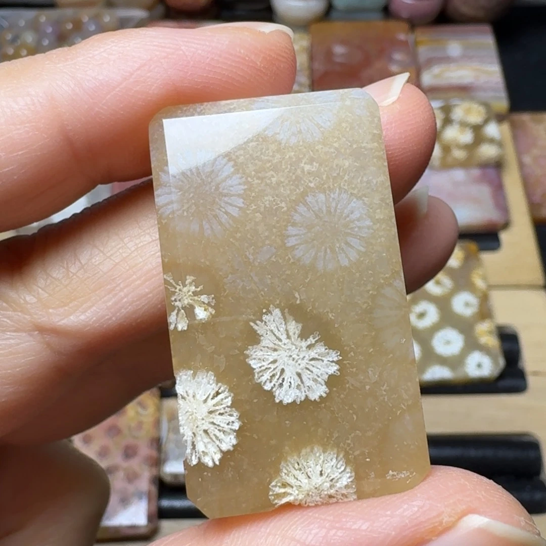 硅化玉糖骨骼未镶嵌