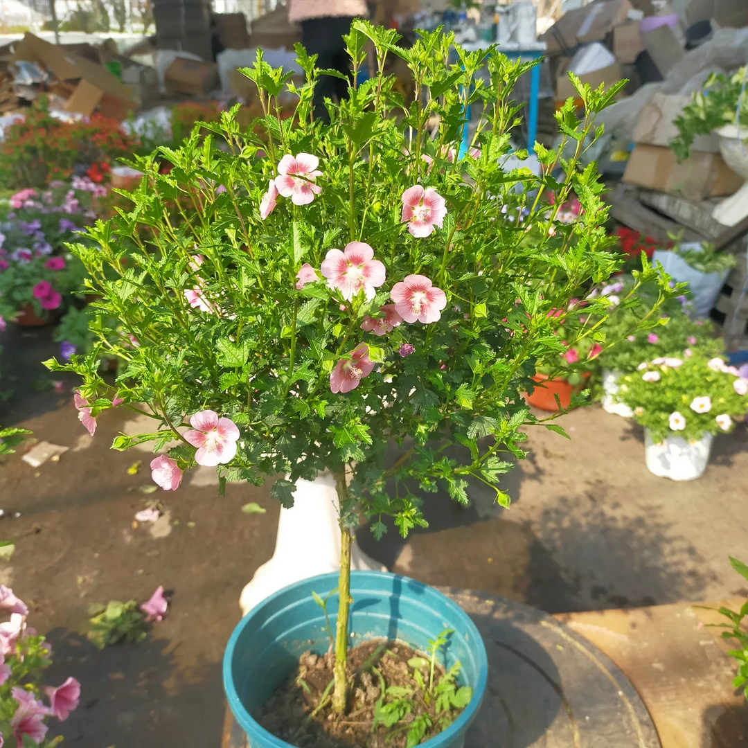 小木槿盆栽庭院阳台花卉木槿花绿植